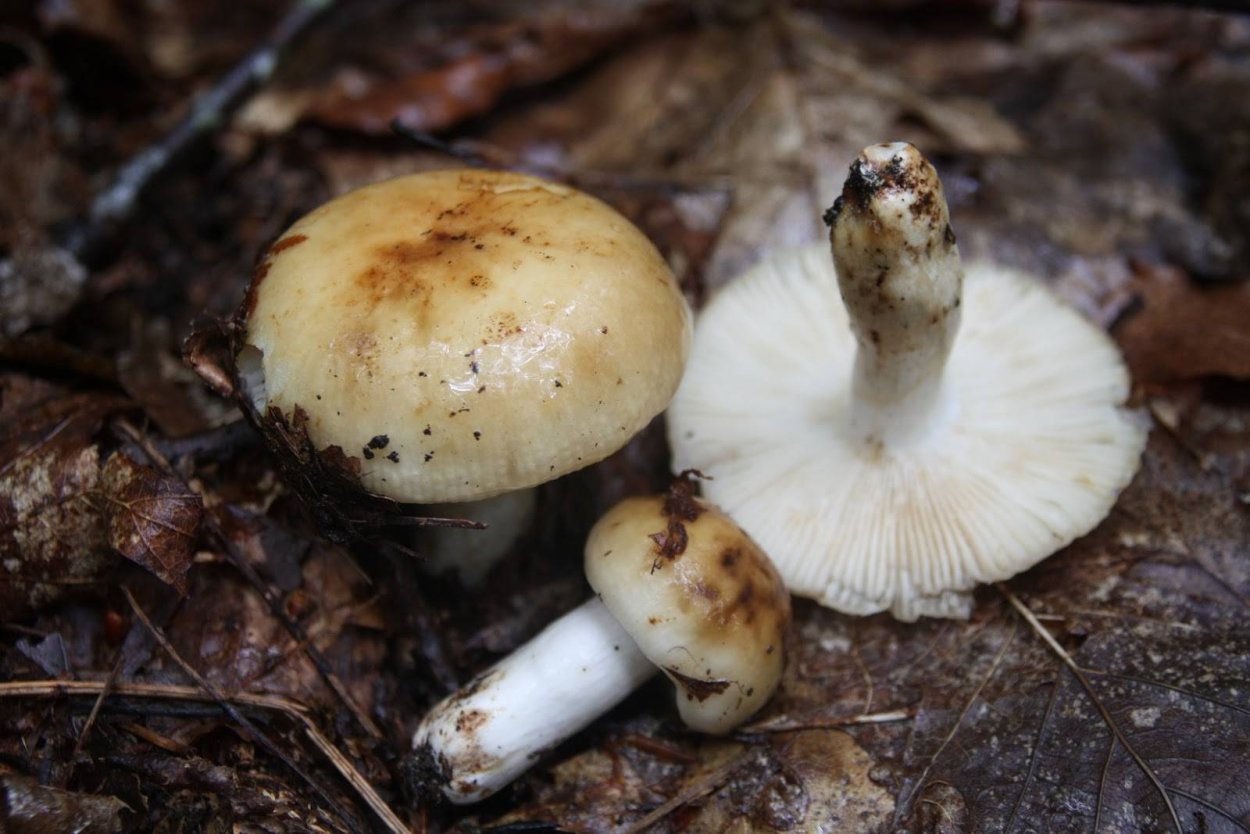 Сыроежка Калинкин