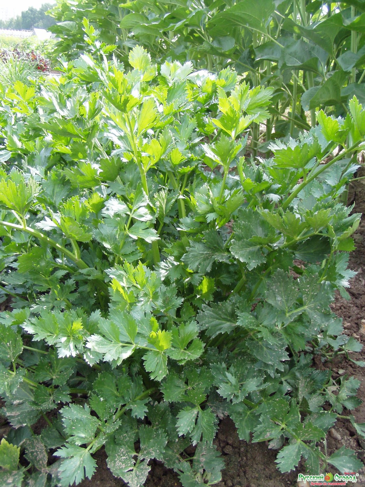 Lovage зелень