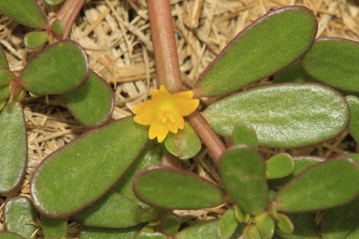 Портулак огородный (Portulaca oleracea)