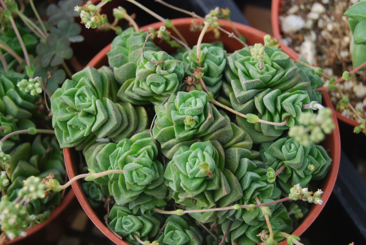 Крассула гибрид