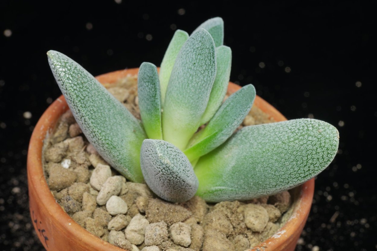 Суккулент Крассула перфората