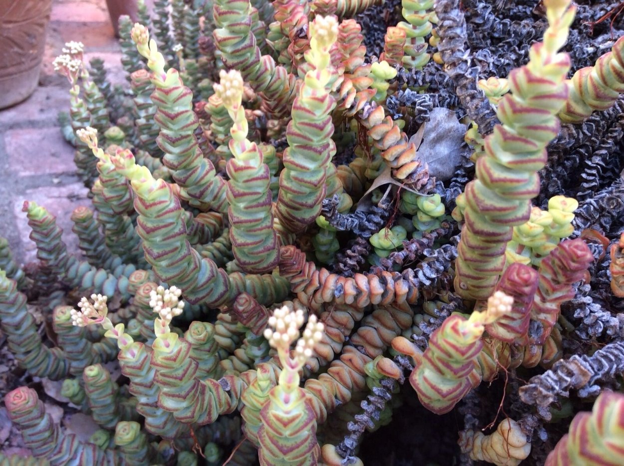 Адромискус antidorcatum