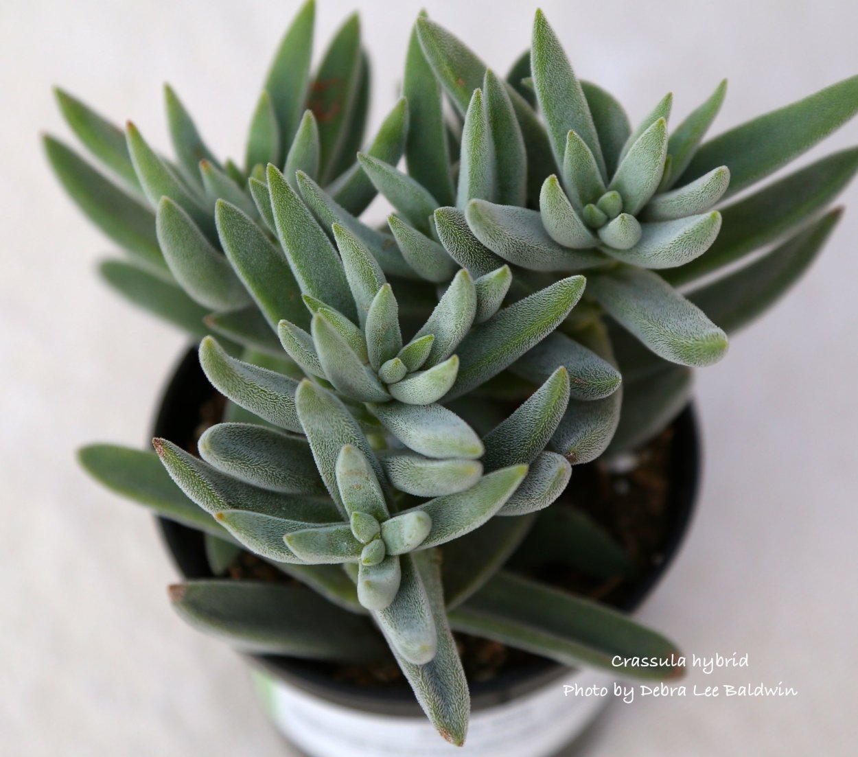 Crassula mesembryanthemoides большая