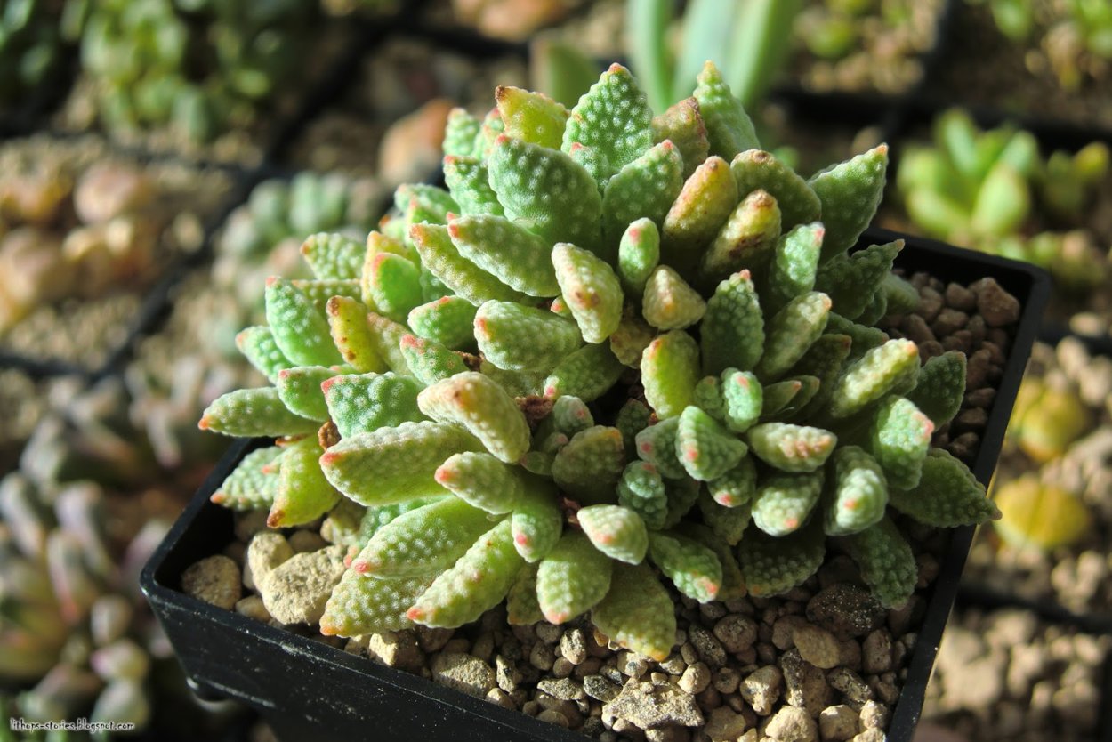 Крассула Юстус Кордерой