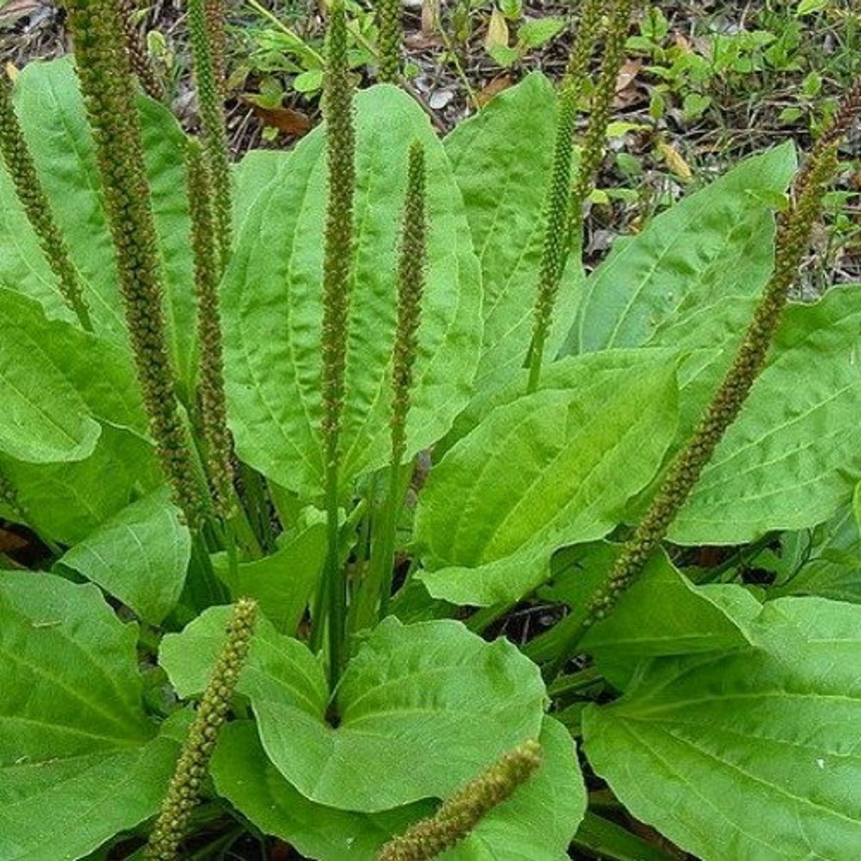 Plantago Major
