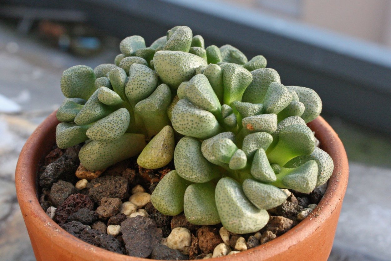 Крассула Crassula 'Moonglow.
