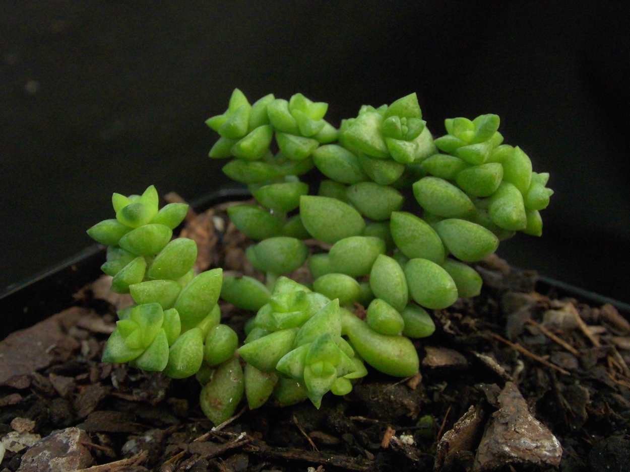 Крассула хемисферика Crassula hemisphaerica