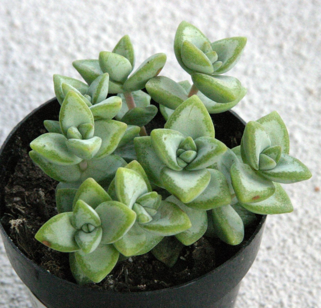 Крассулу Роджерси