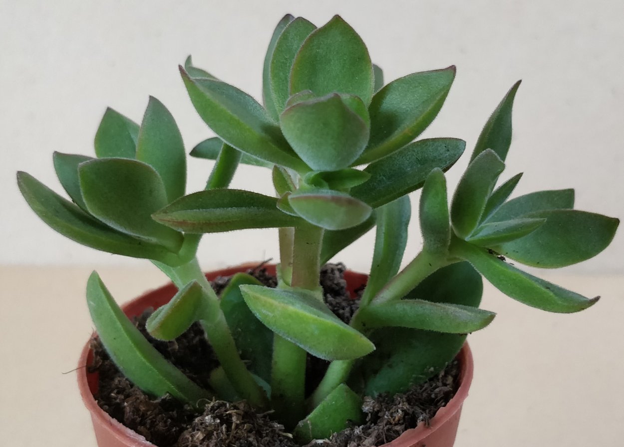 Крассула Голлум и Хоббит