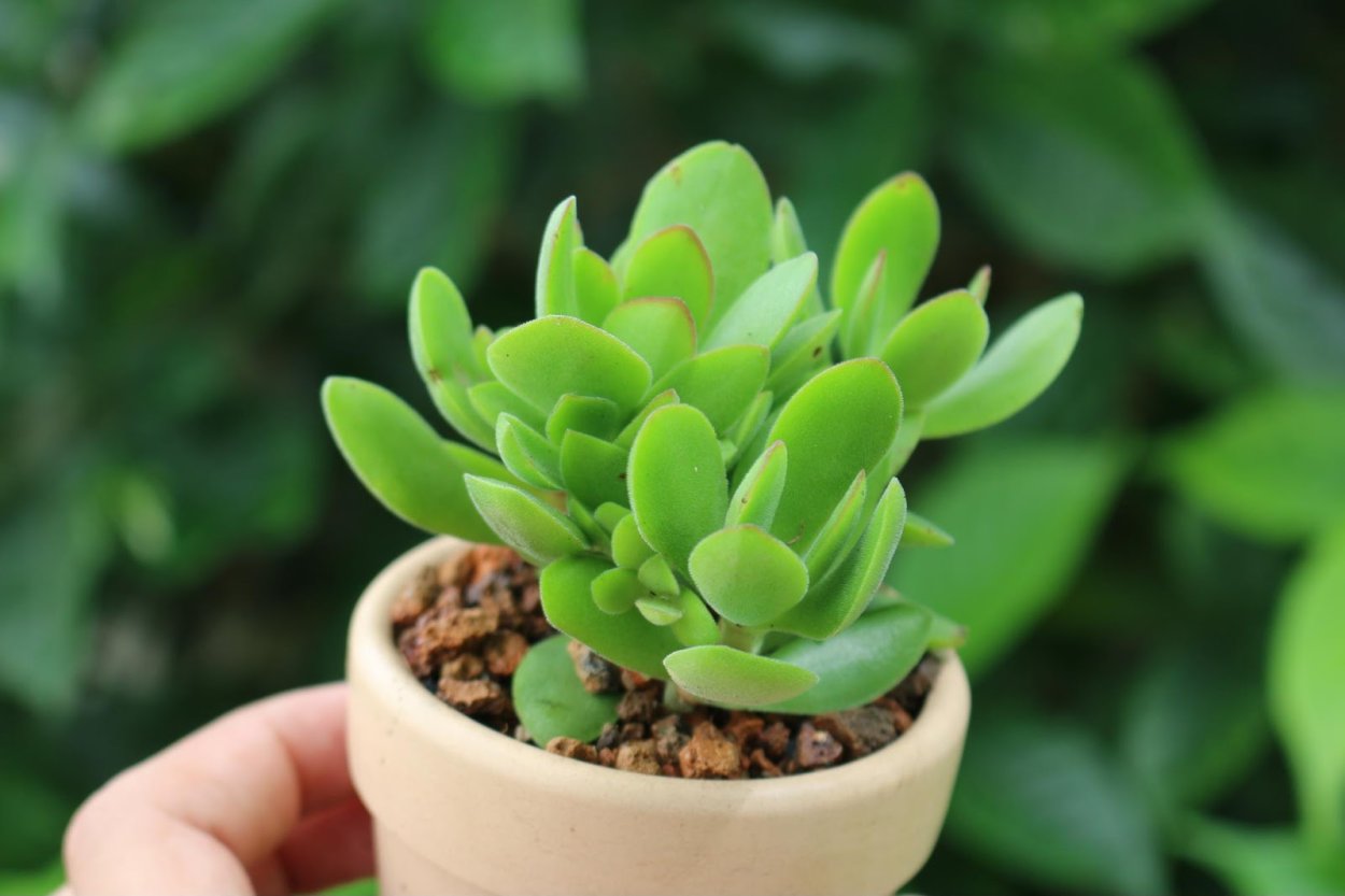 Crassula mesembryanthemopsis