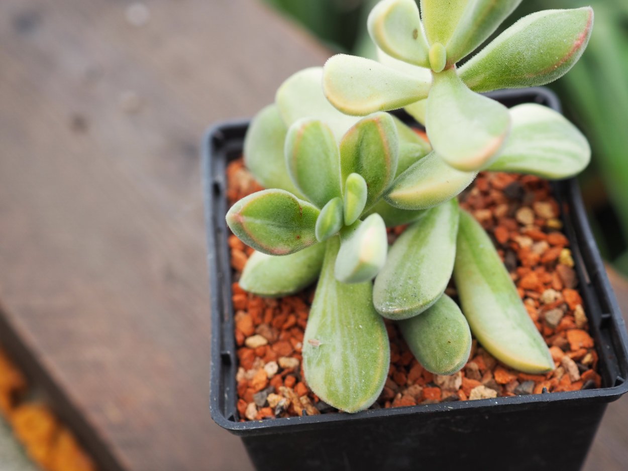 Крассула альстони (#Crassula alstonii)