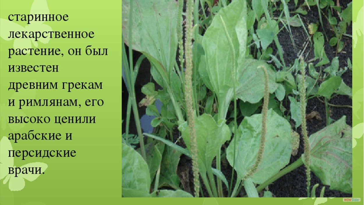 Лекарственные растения Кубани
