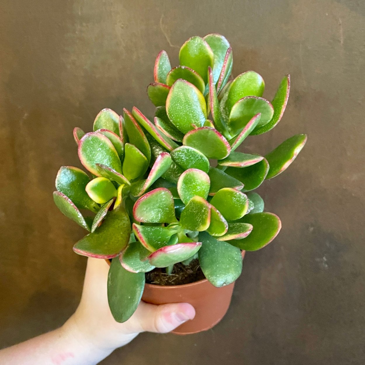 Crassula sericea Mini