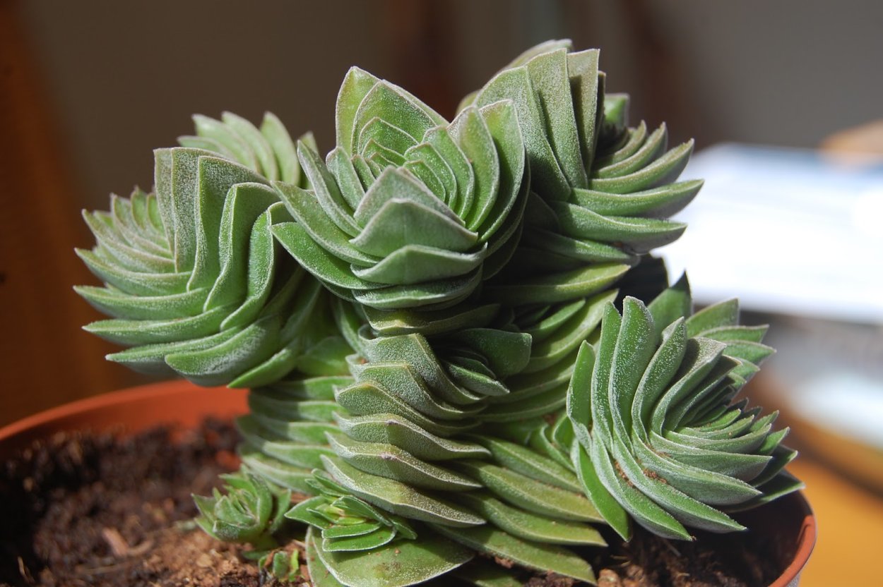 Суккулент Crassula capitella