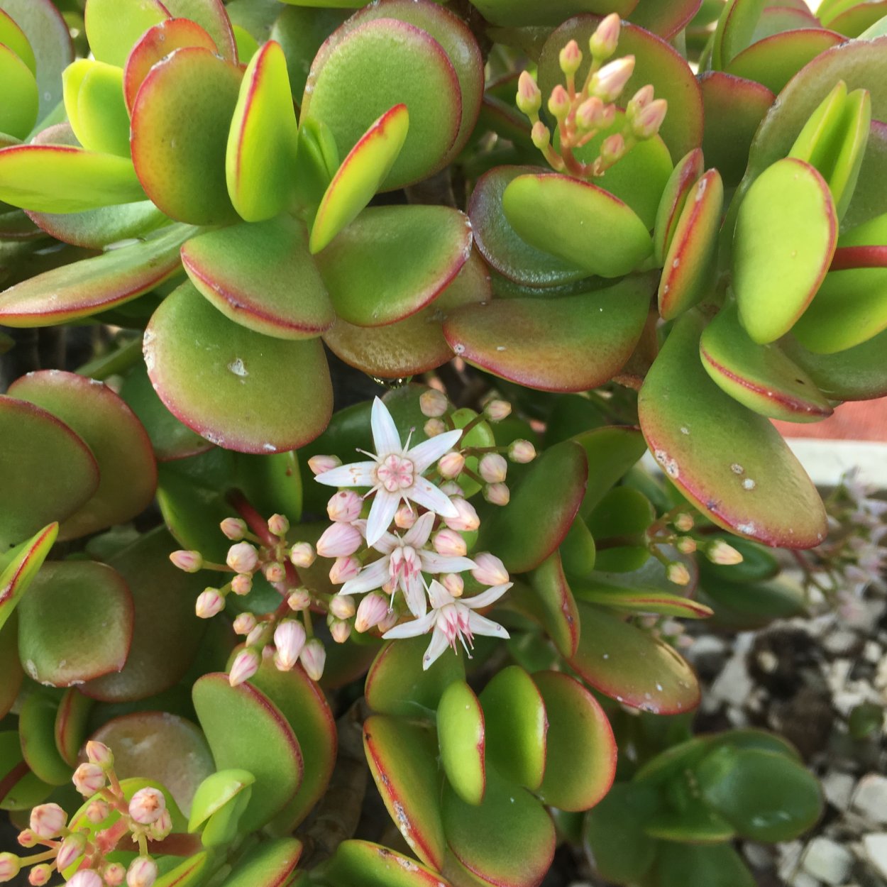 Суккулент Крассула перфората Вариегата