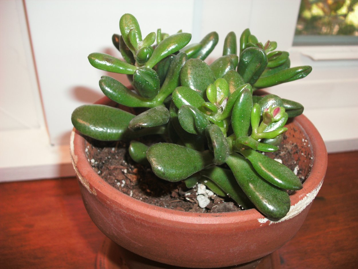 Крассула Жаде