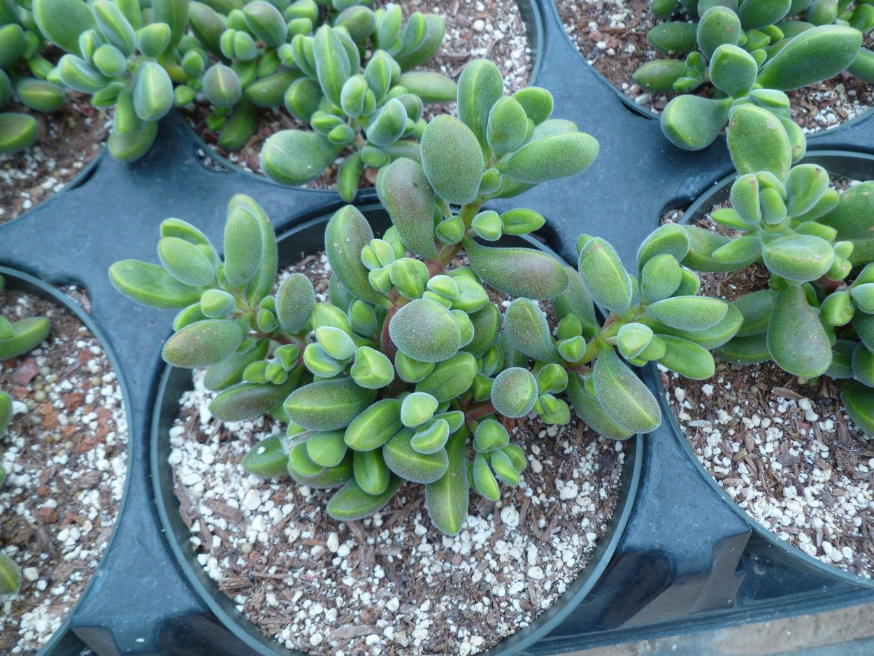 Крассула Беби никасл