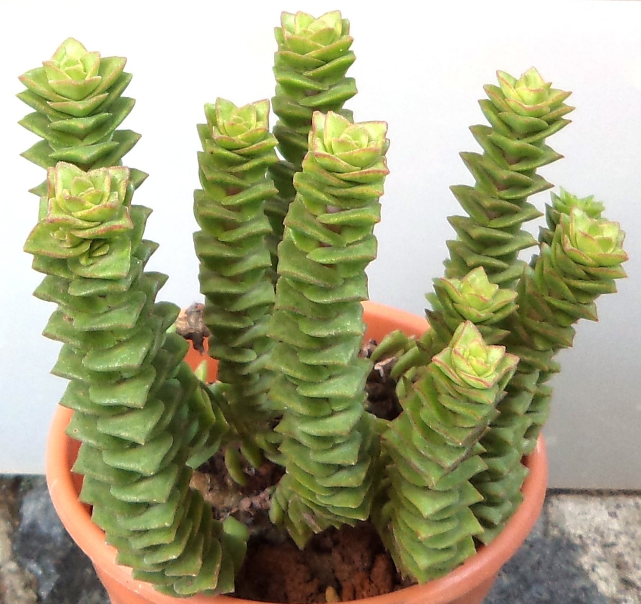 Crassula hemisphaerica