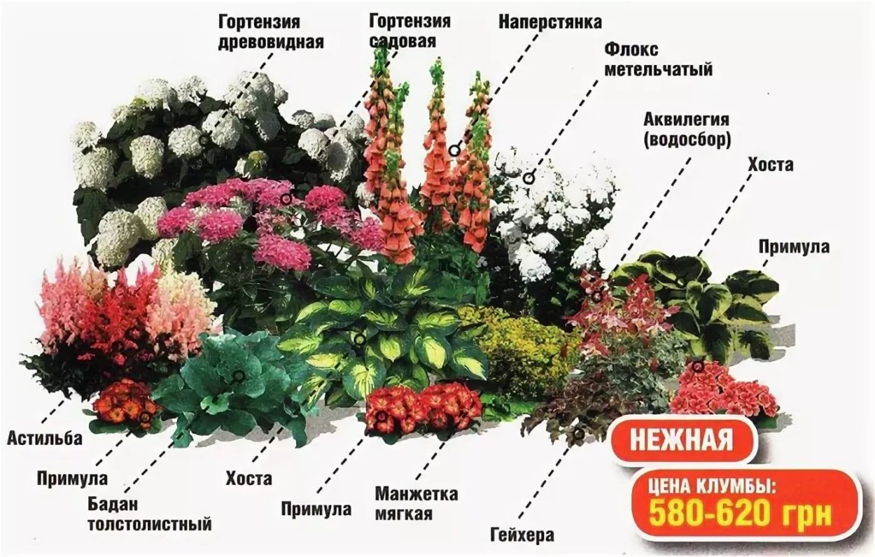 Цветы для тенистого сада неприхотливые долгоцветущие многолетники
