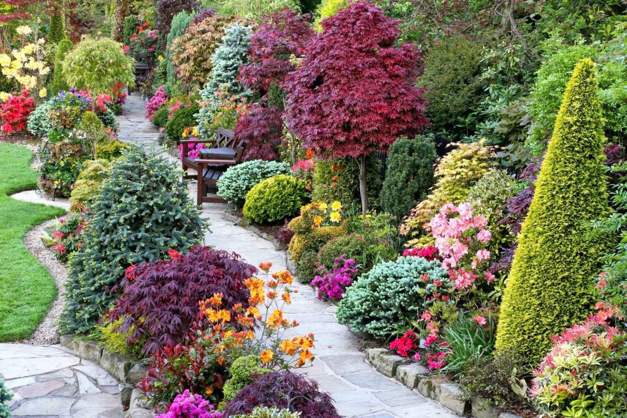 Astilbe Vision in Pink