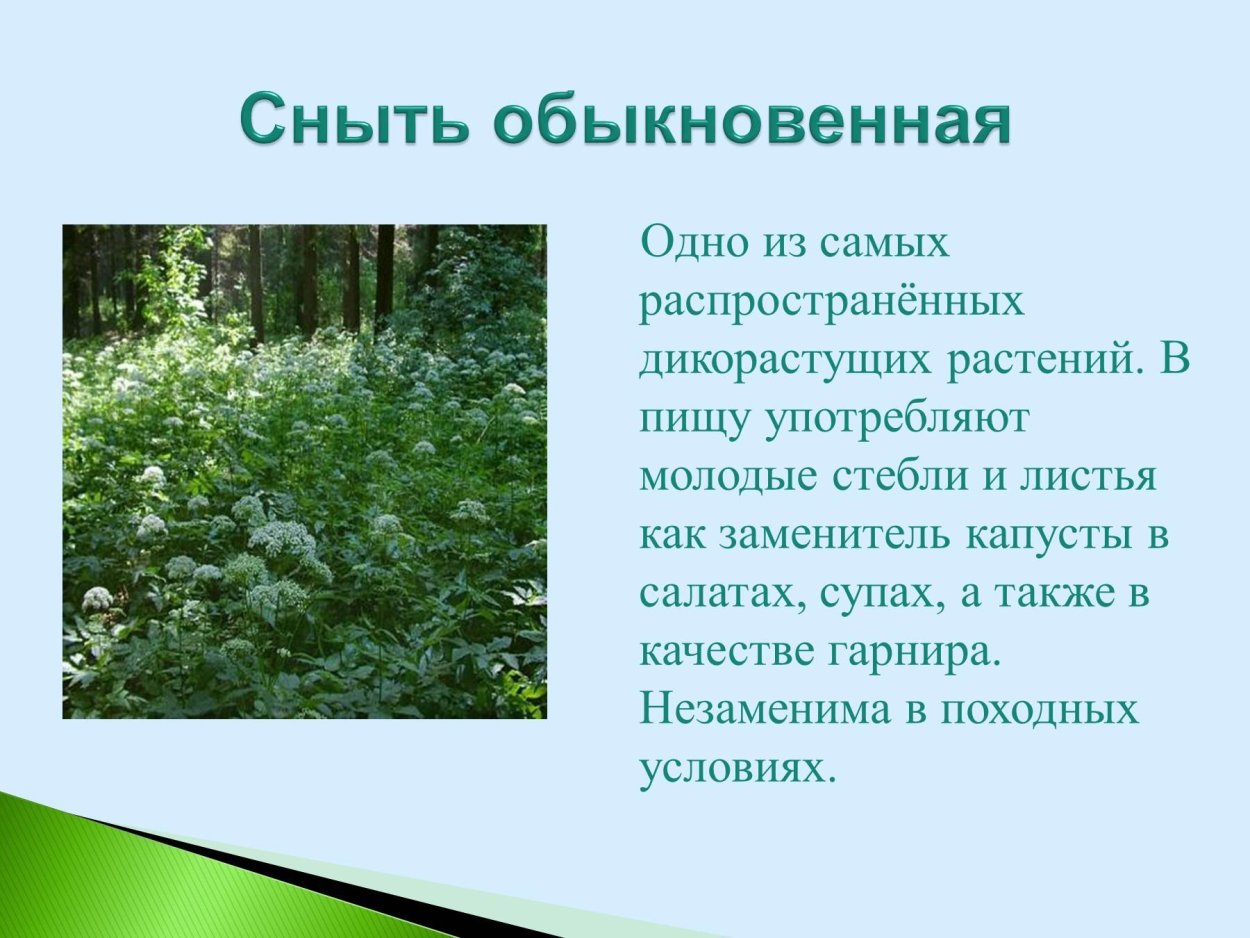 Люпин минарет