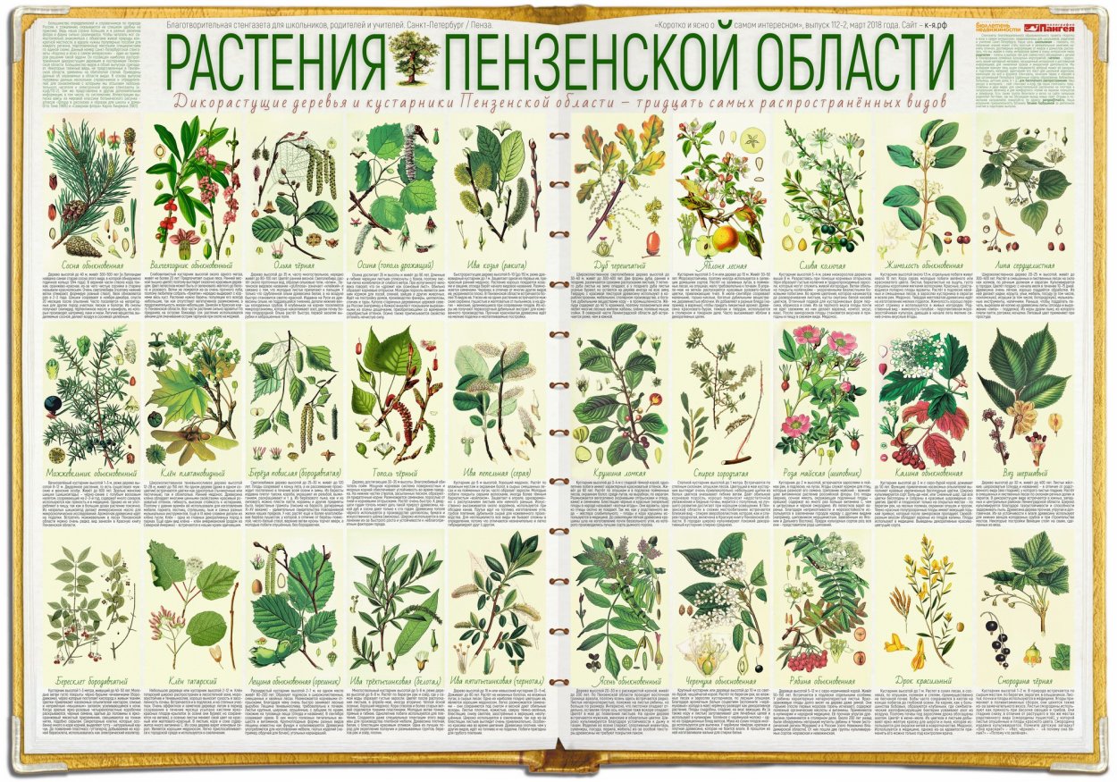 Цветочные композиции из дикоросов