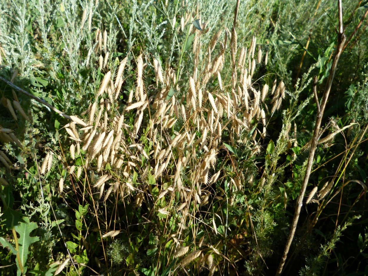 Корень сапожниковии растопыренной