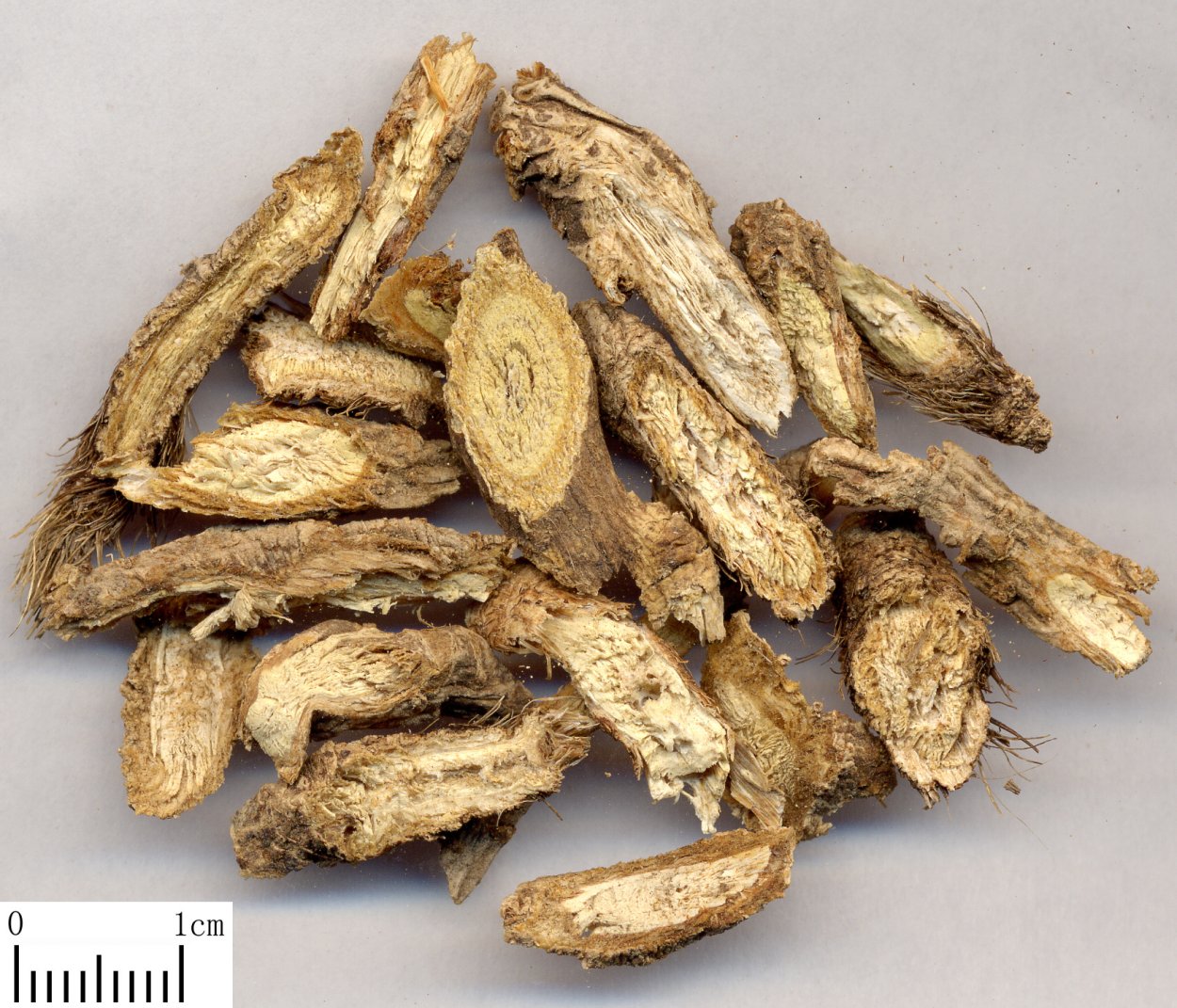 Ледебуриелла растопыренная