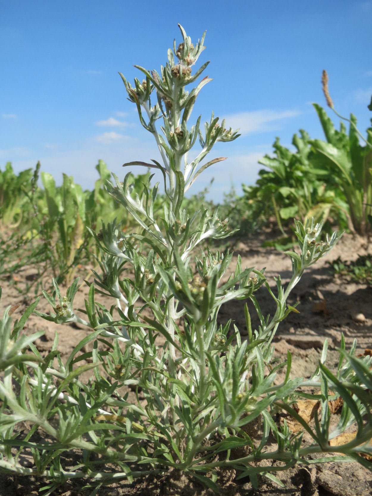 Растение сапожниковия растопыренная