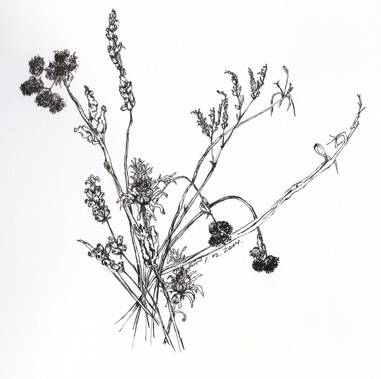 Сапожниковия растопыренная в Забайкалье