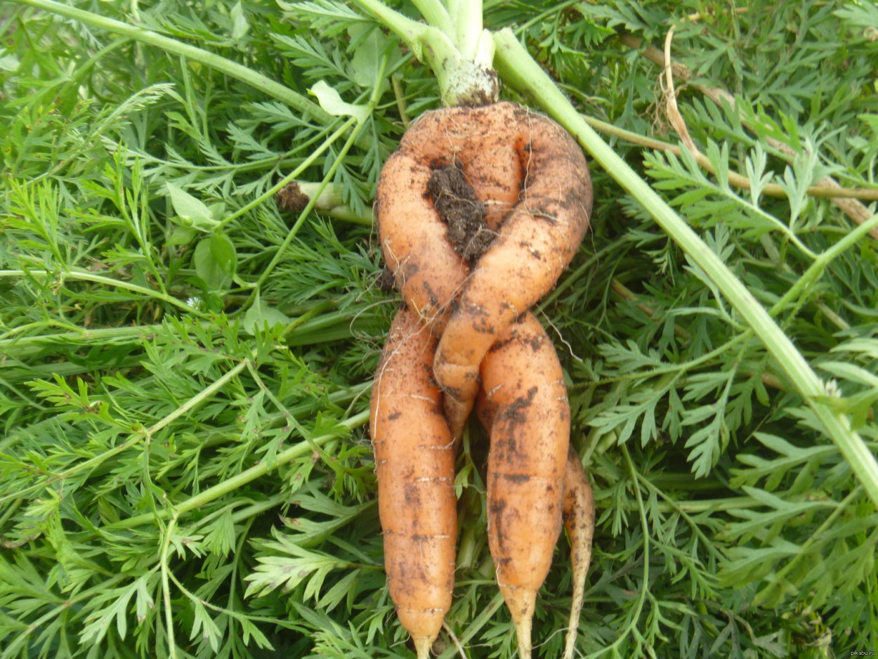 Сапожниковии растопыренной