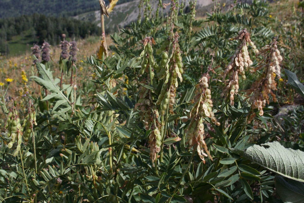 Сухоцветы в графике