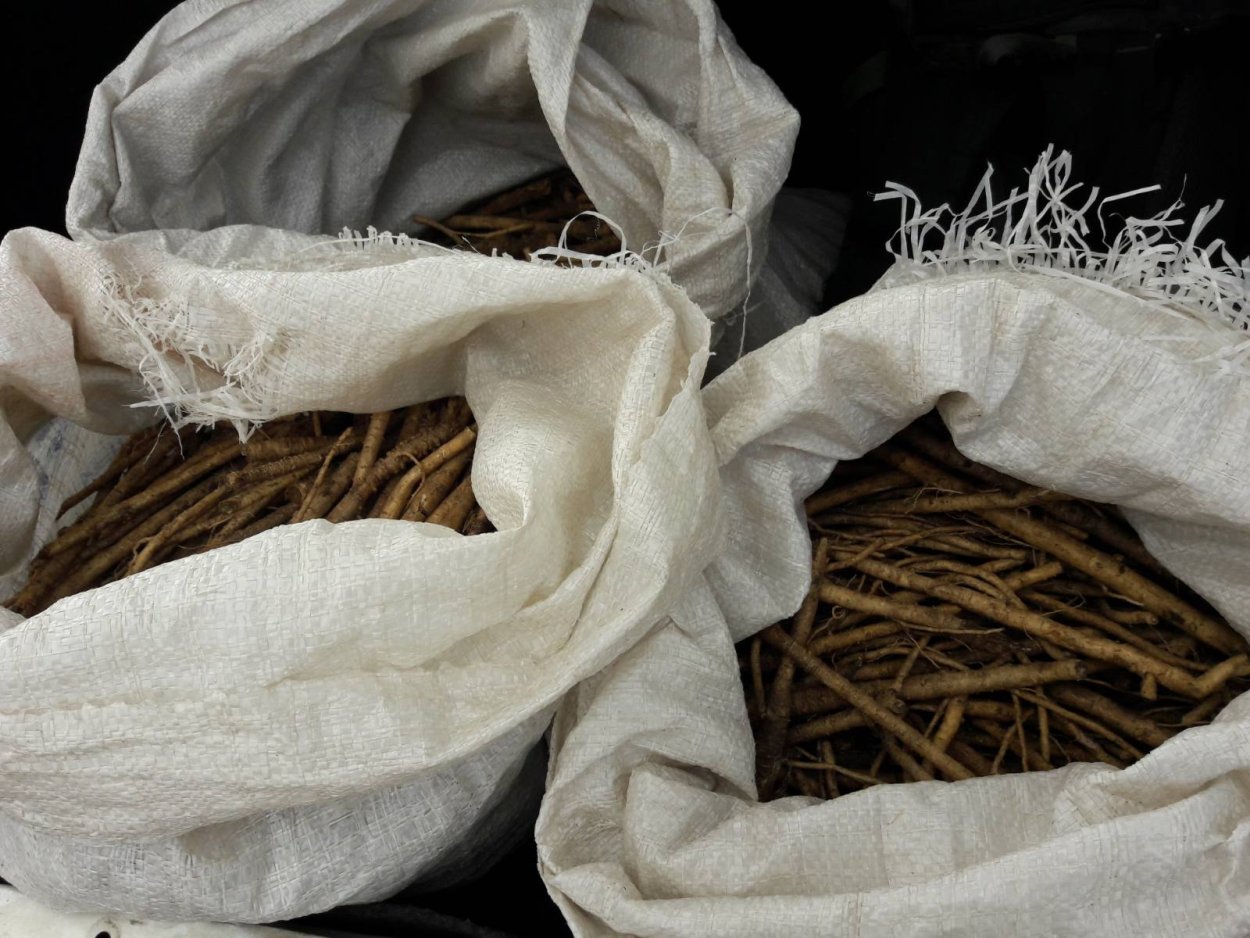 Корень растопырчатый сапожник