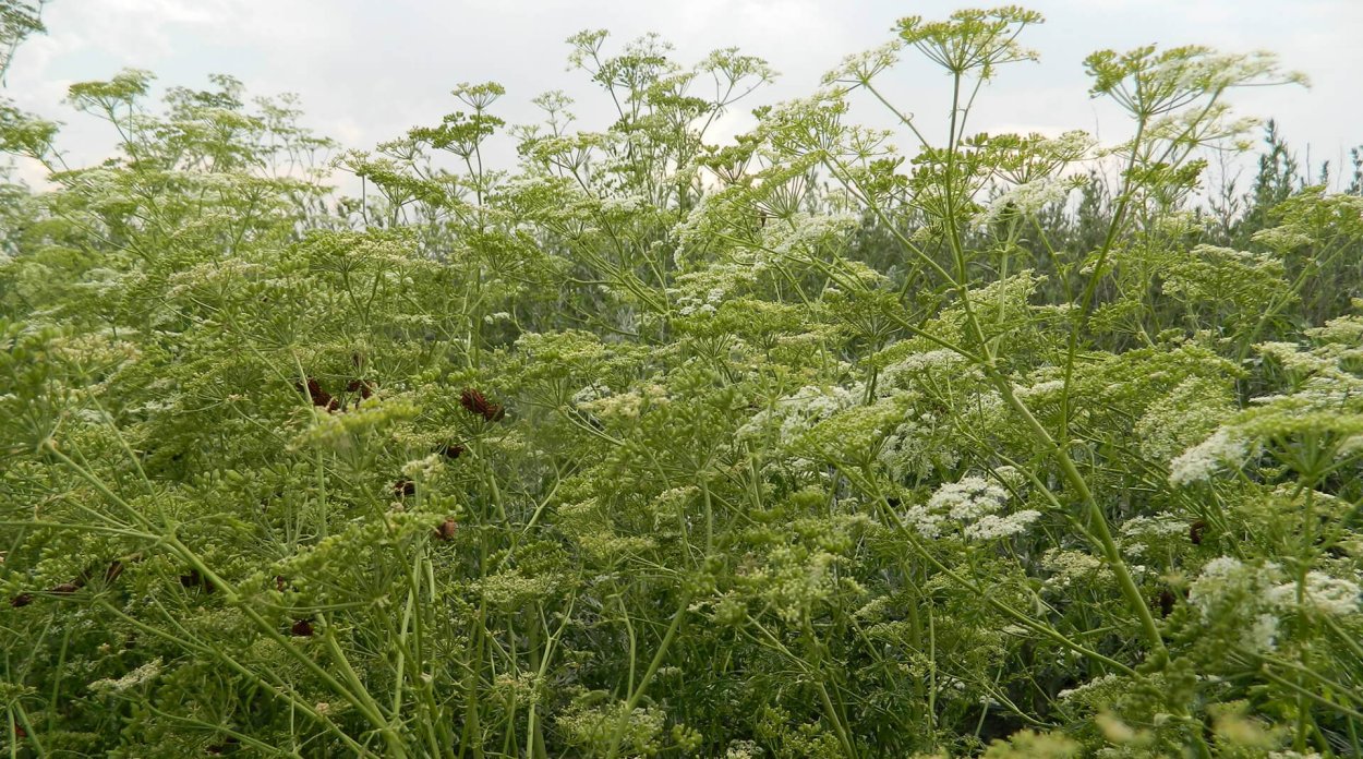 Корень растопырчатый сапожника растопыренный