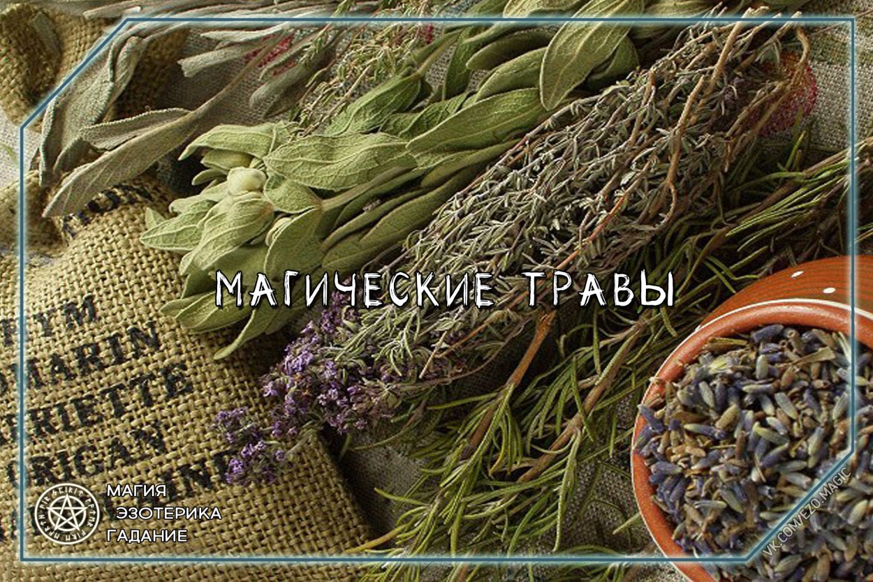 Земляника Лесная Макросъёмка