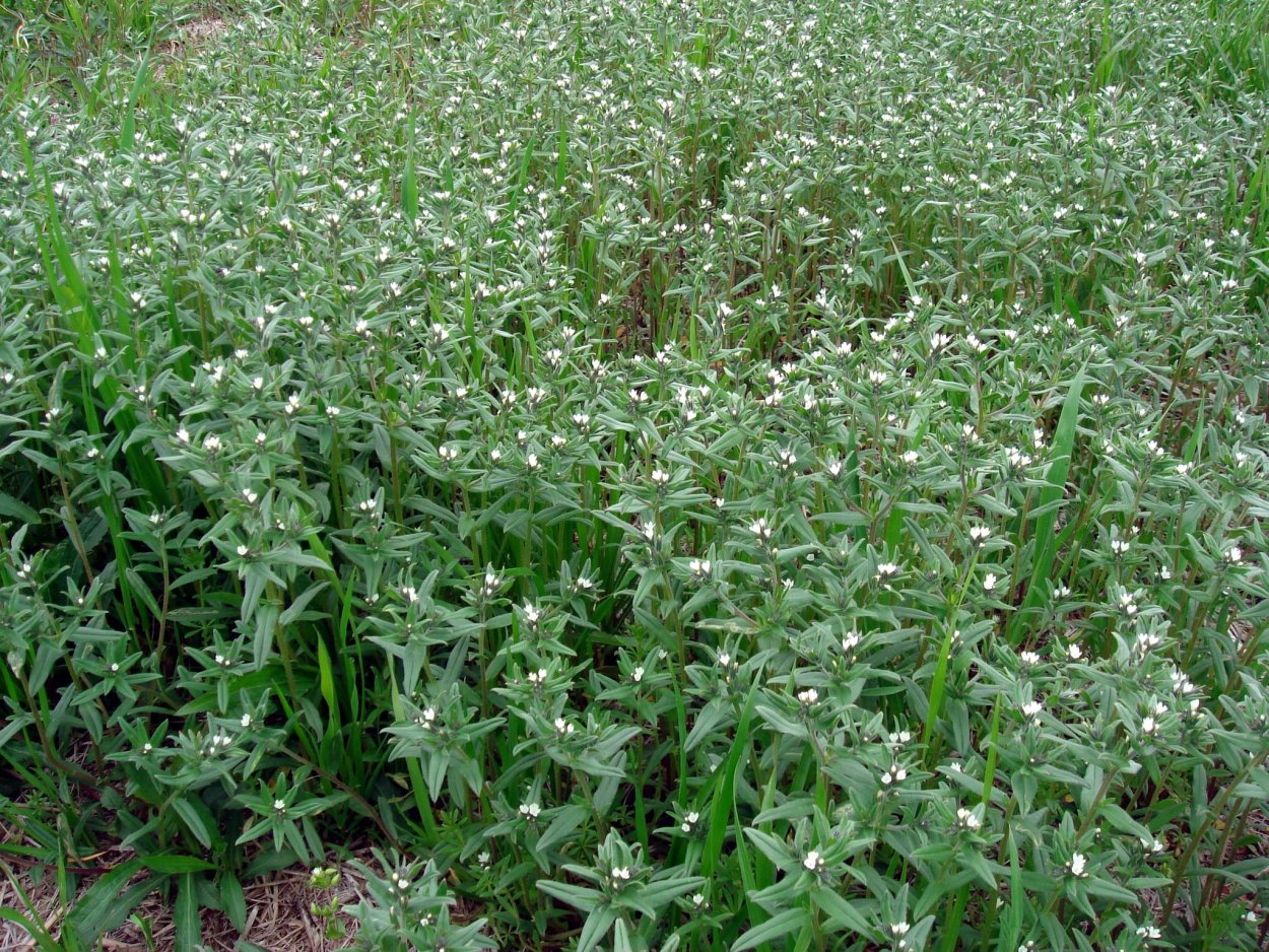 Палюдела растопыренная