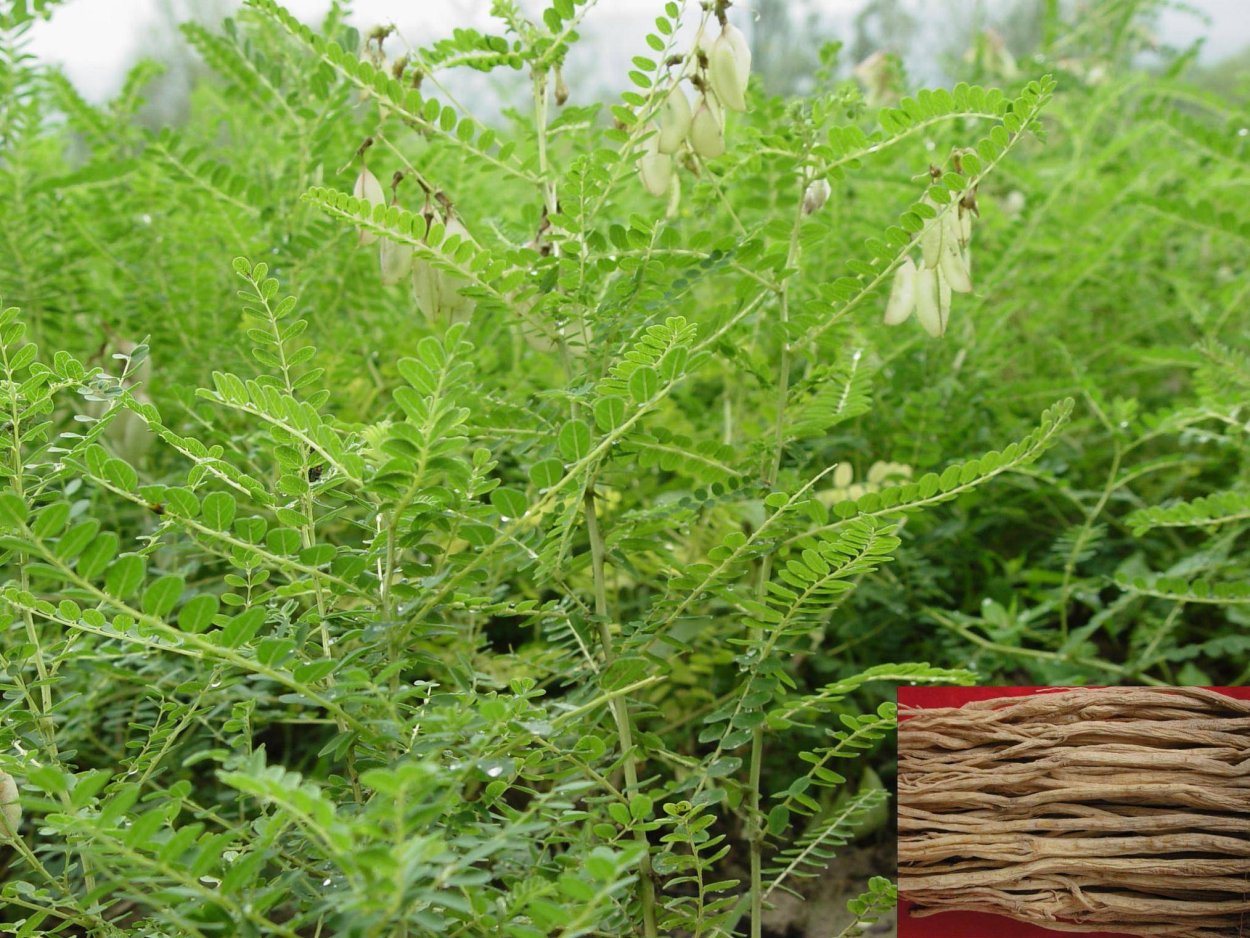 Сапожниковия растопыренная