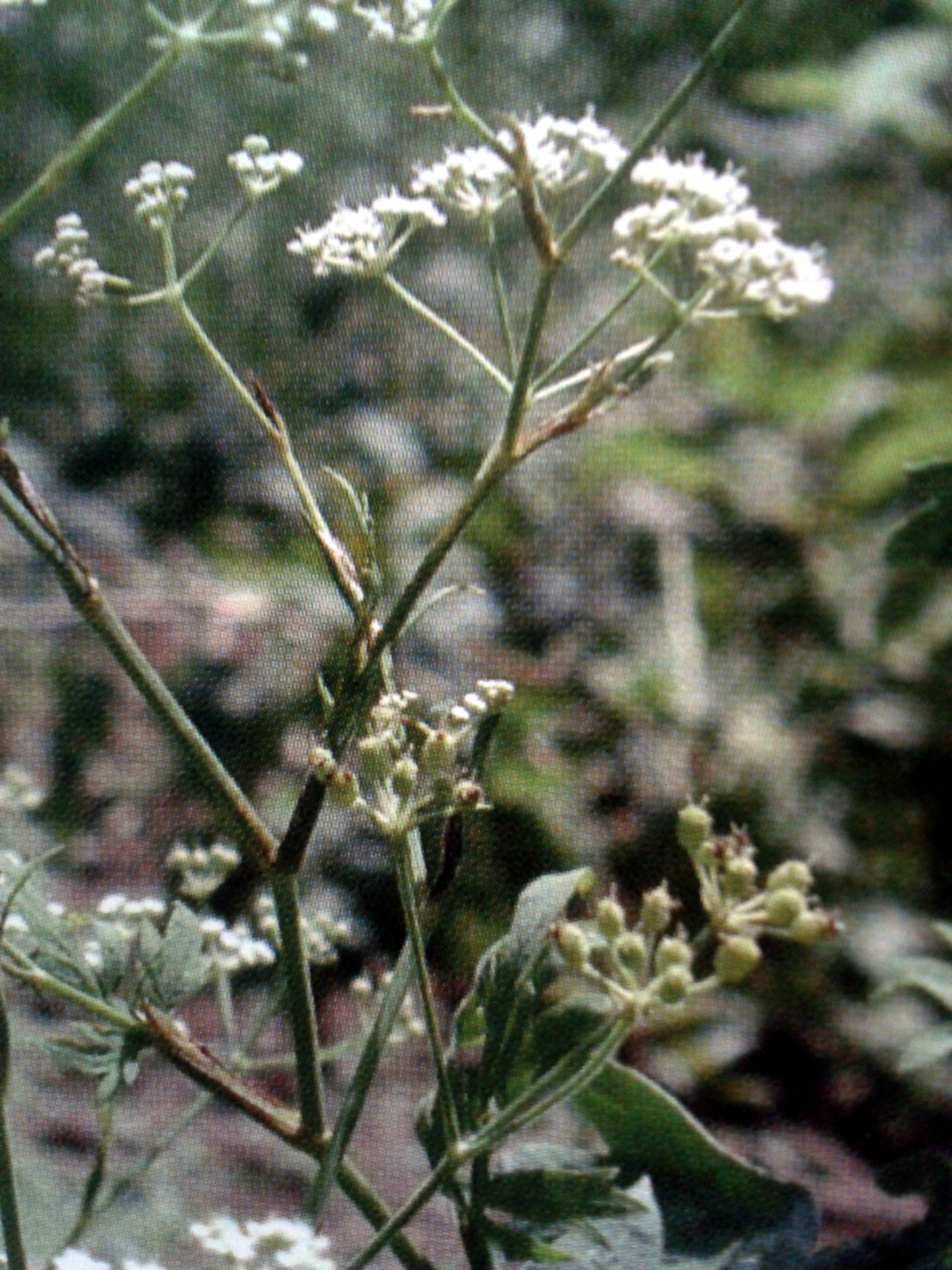 Стилизованная ветка