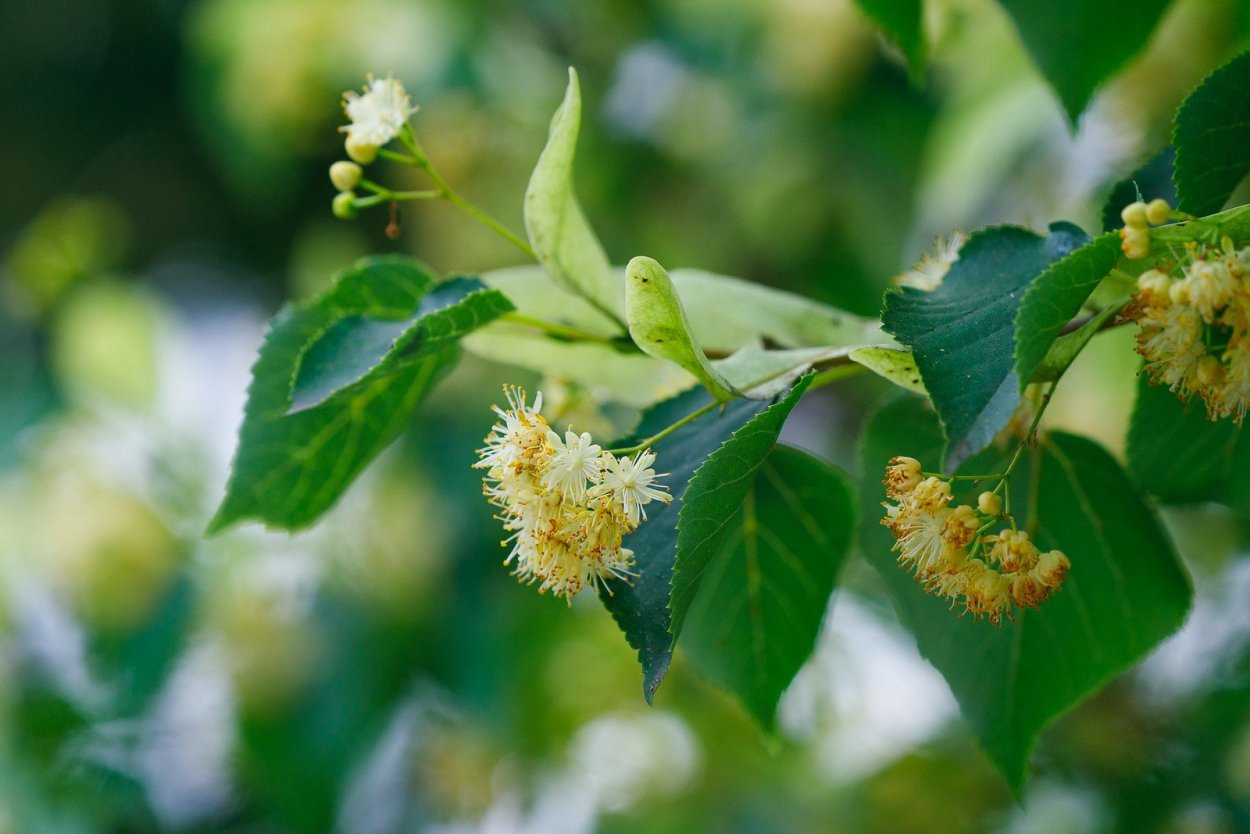 Липа мелколистная сердцевидная