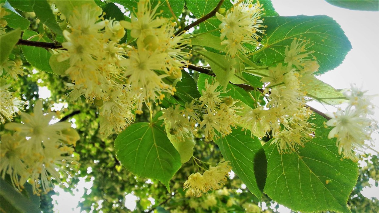 Липа цветет дерево