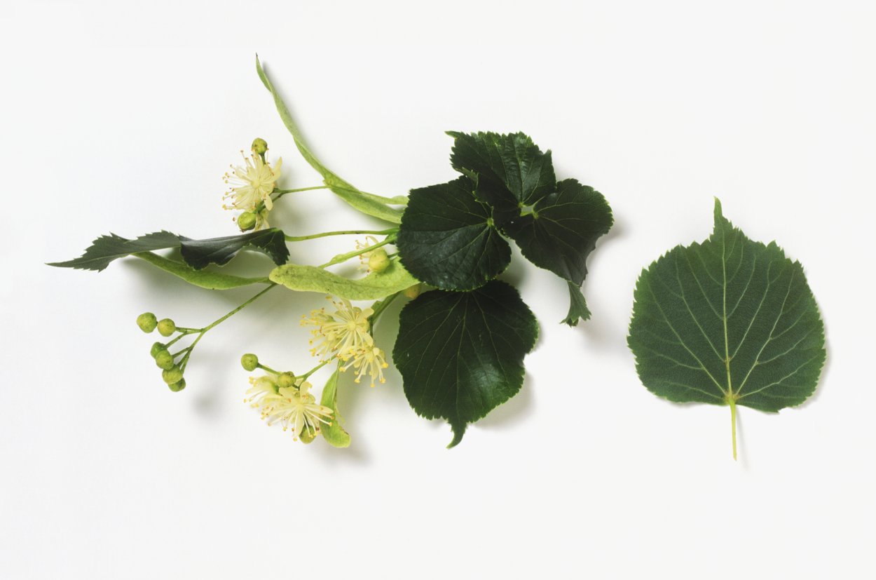 Липа сердцелистная