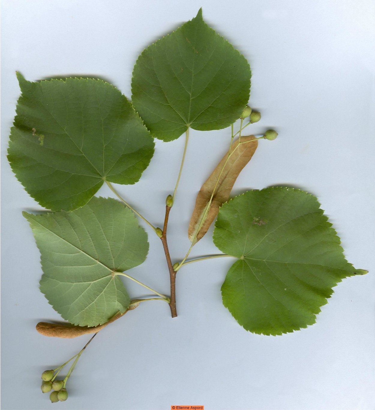 Липа Сибирская