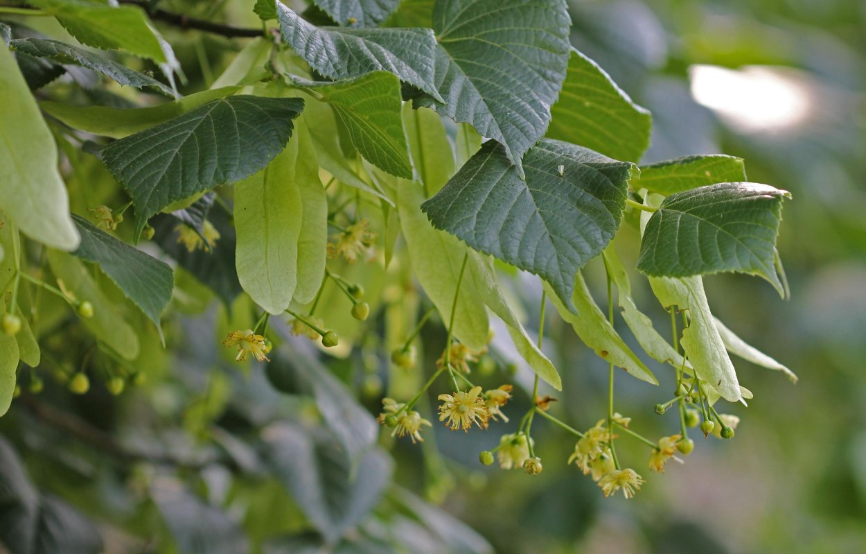 Липа мелколистная, сердцевидная (Tilia cordata)