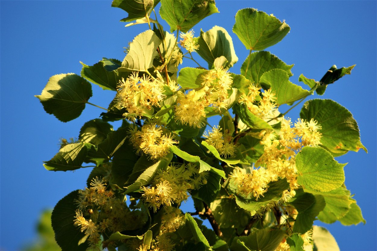 Липа сердцелистная кора