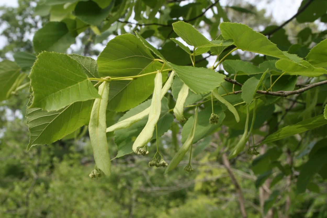 Липа молодое дерево