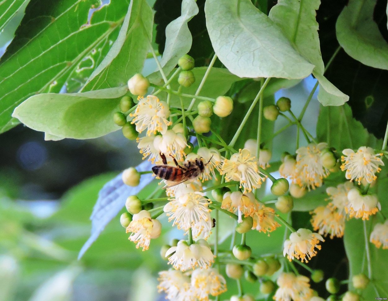 Липа мелколистная рядовая