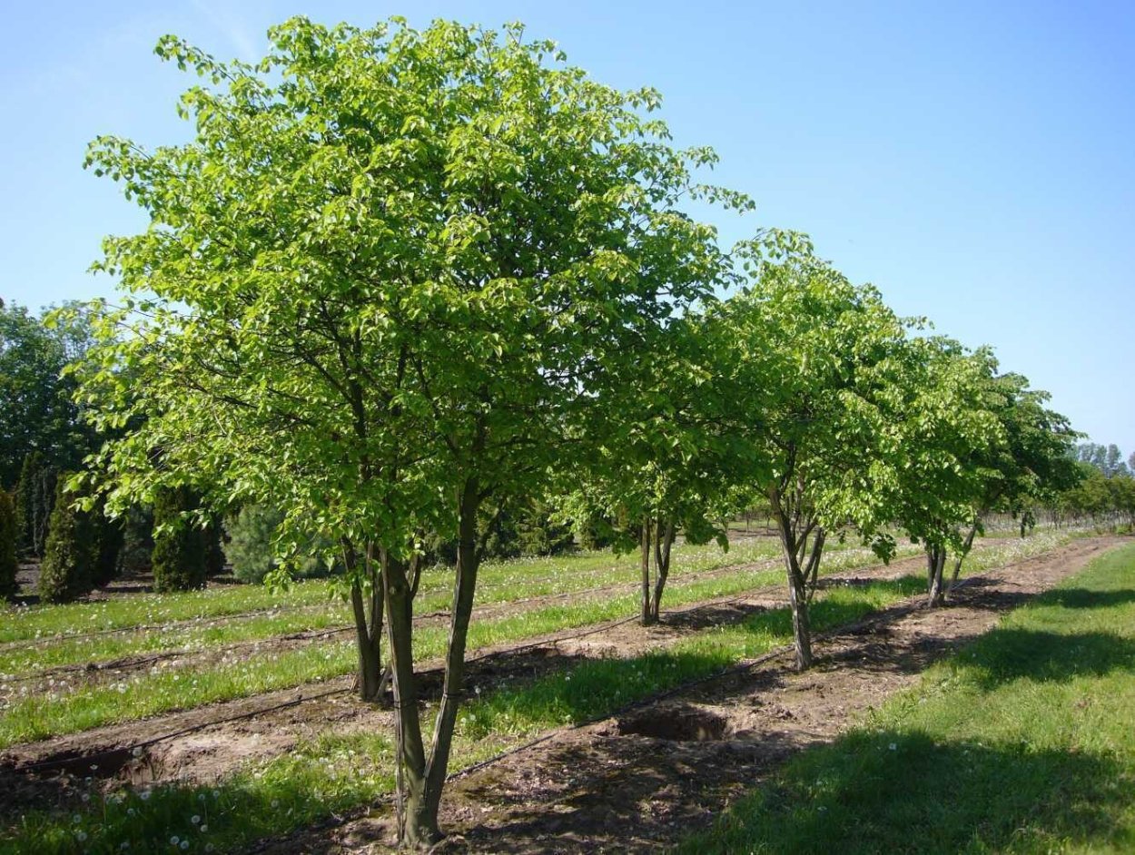 Липа мелколистная куст