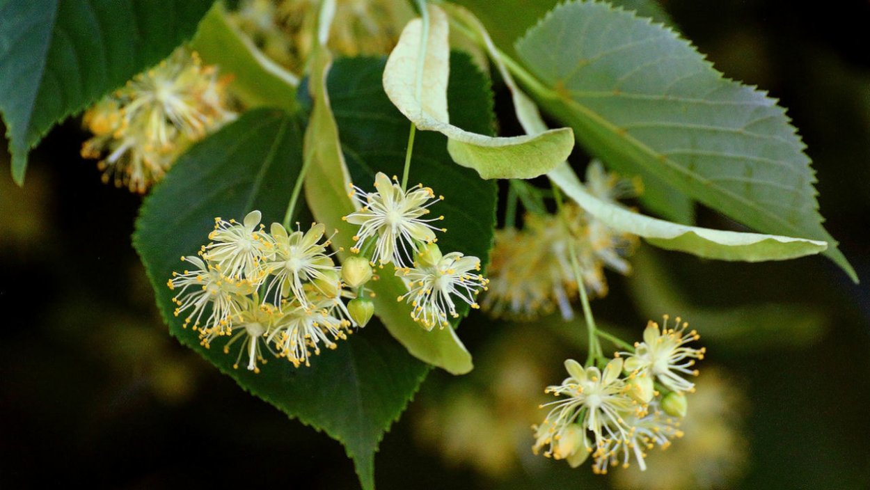 Липа сердцевидная