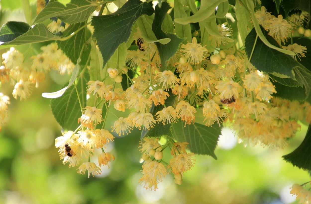 Липа мелколистная, сердцевидная (Tilia cordata)