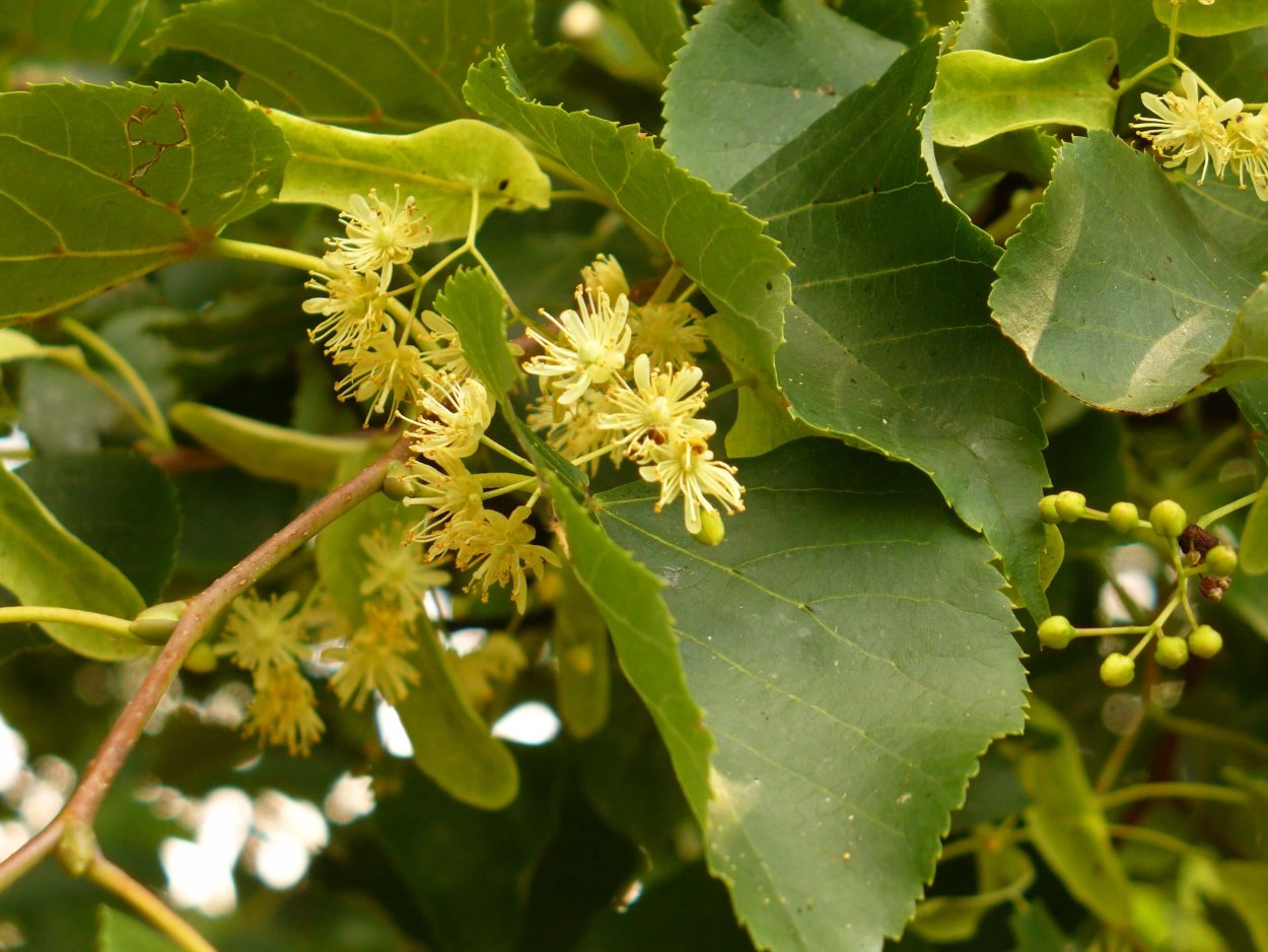 Липа мелколистная лист